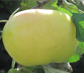 Pommier blanc Antonovka : caractéristiques et entretien