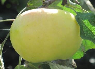 Pommier blanc Antonovka : caractéristiques et entretien