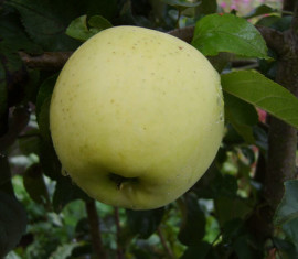 Pommier Lavrika Memory : Variété, caractéristiques et entretien