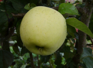 Pommier Lavrika Memory : Variété, caractéristiques et entretien