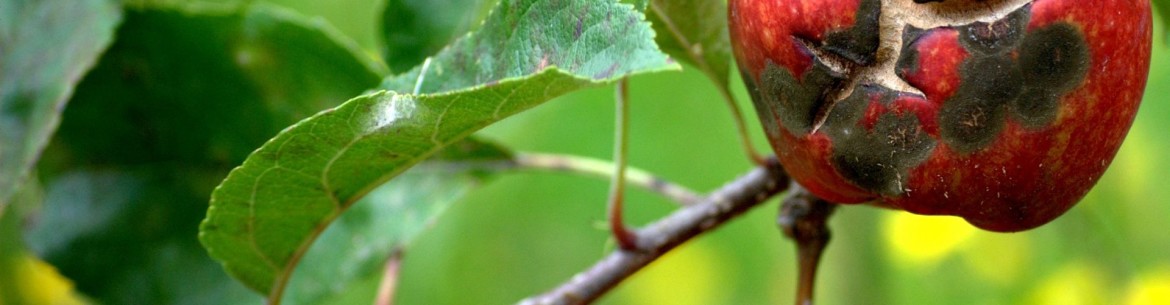 Champignons du pommier : que faire et comment traiter les arbres contre cette maladie