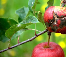 Champignons du pommier : que faire et comment traiter les arbres contre cette maladie