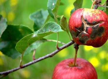 Champignons du pommier : que faire et comment traiter les arbres contre cette maladie