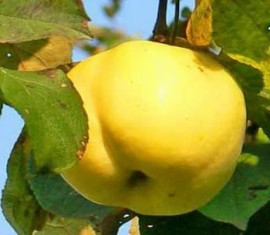 Pommier cannelle jaune : variété et entretien
