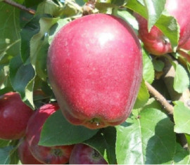 Pommier Modi : caractéristiques de la variété et entretien