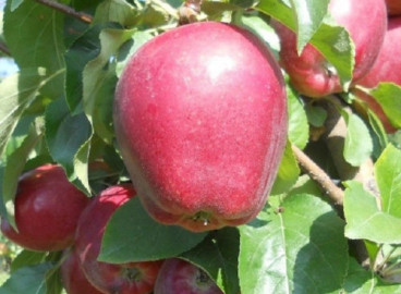 Pommier Modi : caractéristiques de la variété et entretien