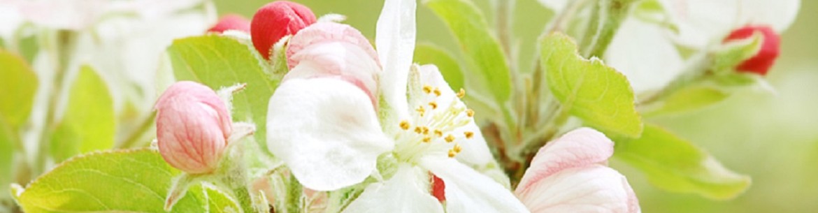 Pourquoi le pommier a-t-il fleuri en août ou en septembre ?