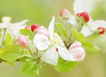 Pourquoi le pommier a-t-il fleuri en août ou en septembre ?