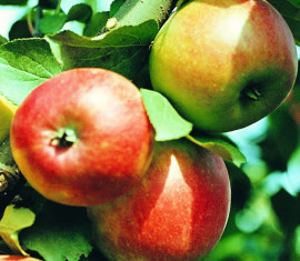 Pommier rouge Minusinskoye : Variété, caractéristiques et entretien