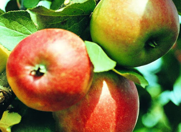 Pommier rouge Minusinskoye : Variété, caractéristiques et entretien