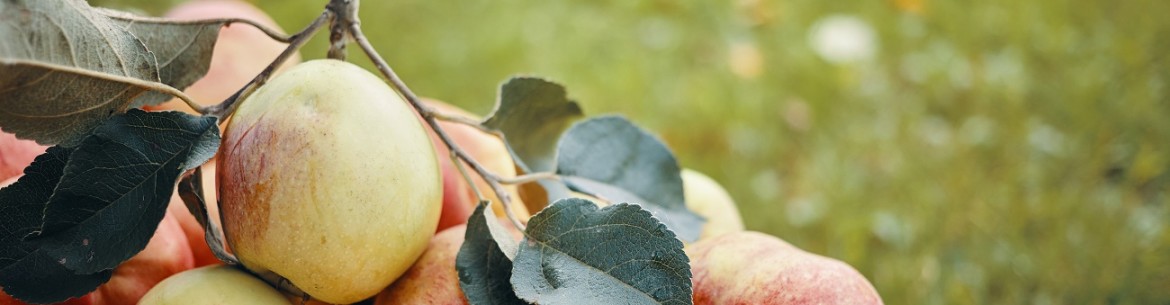 Insecticides pour le traitement des pommiers