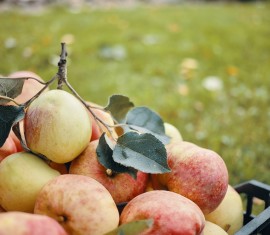 Insecticides pour le traitement des pommiers