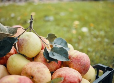 Insecticides pour le traitement des pommiers
