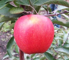 Pommier Fuji Kiku : Variété, caractéristiques et entretien