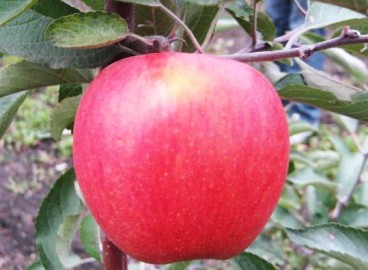 Pommier Fuji Kiku : Variété, caractéristiques et entretien