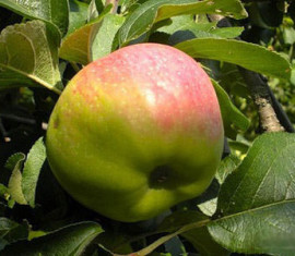 Pommier Bogatyr : caractéristiques de la variété et entretien