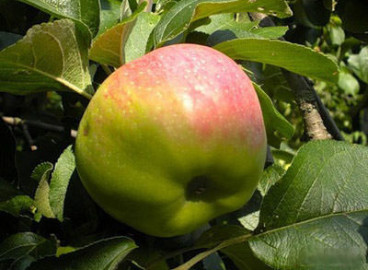 Pommier Bogatyr : caractéristiques de la variété et entretien