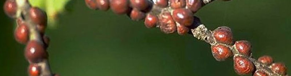 Cochenilles sur les pommiers et autres plantes : méthodes efficaces de lutte et de prévention