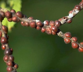 Cochenilles sur les pommiers et autres plantes : méthodes efficaces de lutte et de prévention