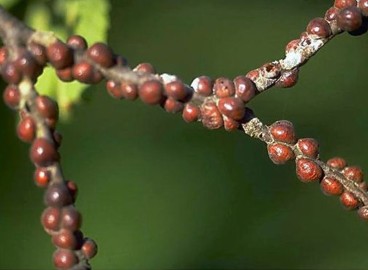 Cochenilles sur les pommiers et autres plantes : méthodes efficaces de lutte et de prévention