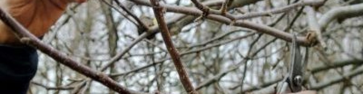 Comment faire pousser un jeune pommier à partir d'une branche : enracinement de la bouture dans l'eau et la terre