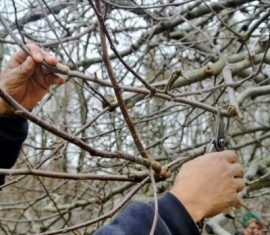 Comment faire pousser un jeune pommier à partir d'une branche : enracinement de la bouture dans l'eau et la terre