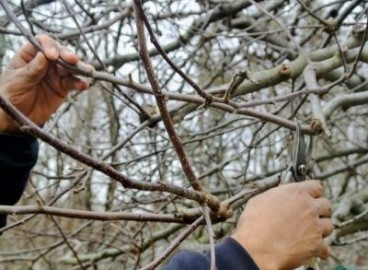 Comment faire pousser un jeune pommier à partir d'une branche : enracinement de la bouture dans l'eau et la terre