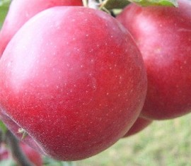 Pommier Honeycrisp : caractéristiques de la variété et entretien