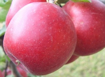 Pommier Honeycrisp : caractéristiques de la variété et entretien
