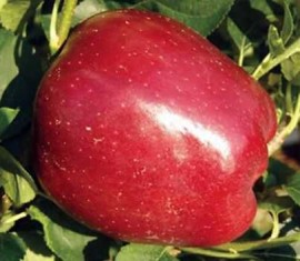 Pommier Starkrimson : caractéristiques de la variété et entretien