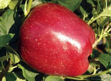 Pommier Starkrimson : caractéristiques de la variété et entretien