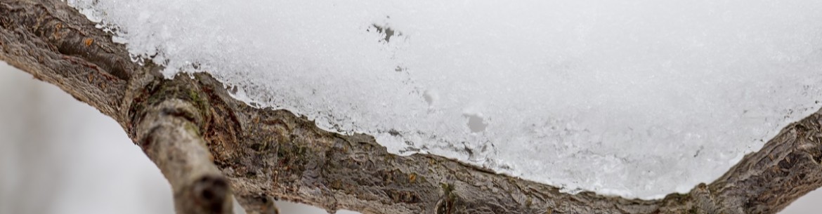Faut-il couvrir les pommiers pour l'hiver ? Voyons cela ensemble.