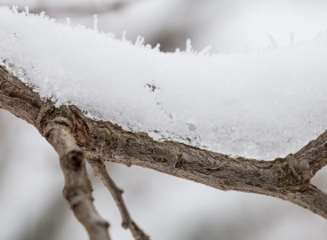 Faut-il couvrir les pommiers pour l'hiver ? Voyons cela ensemble.