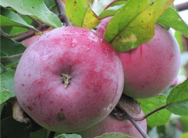 Pommier framboisier biélorusse : Variété, caractéristiques et entretien