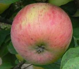 Pommier de dessert Petrov : Variété, caractéristiques et entretien