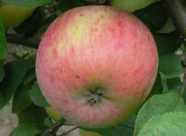 Pommier de dessert Petrov : Variété, caractéristiques et entretien