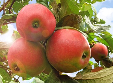 Pommier de montagne d'Ermakovskoïe : caractéristiques et entretien de la variété