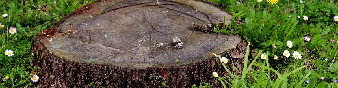 Comment déraciner un pommier : les meilleures méthodes pour enlever rapidement une souche d’un terrain