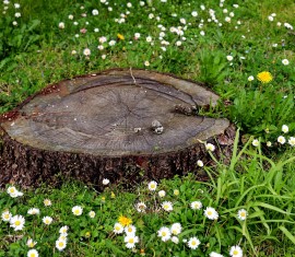 Comment déraciner un pommier : les meilleures méthodes pour enlever rapidement une souche d’un terrain