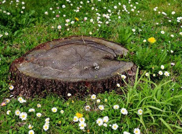 Comment déraciner un pommier : les meilleures méthodes pour enlever rapidement une souche d’un terrain