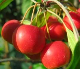 Pommier Rudolf : caractéristiques de la variété et entretien