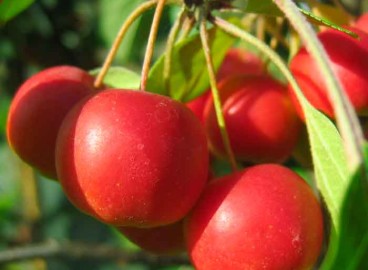 Pommier Rudolf : caractéristiques de la variété et entretien