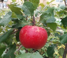 Pommier « Bonne Nouvelle » : caractéristiques de la variété et entretien