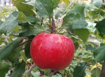 Pommier « Bonne Nouvelle » : caractéristiques de la variété et entretien