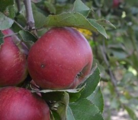 Pommier Yesenia : caractéristiques de la variété et entretien