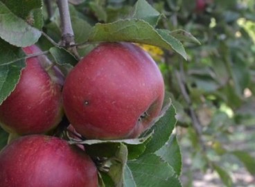 Pommier Yesenia : caractéristiques de la variété et entretien