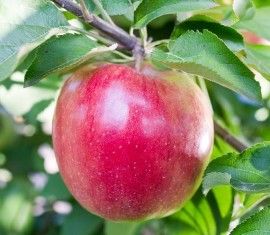 Pommier Steppe Beauty : caractéristiques de la variété et entretien