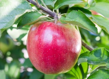 Pommier Steppe Beauty : caractéristiques de la variété et entretien