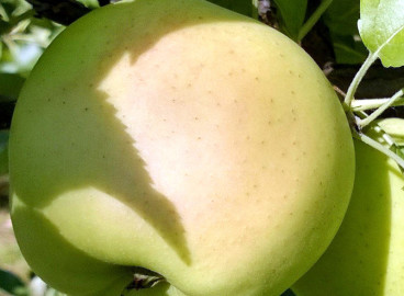 Pommier Kashtel : caractéristiques de la variété et entretien