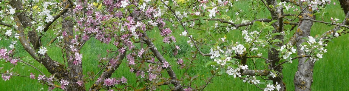Pommier nain : Guide de plantation et d’entretien pour une bonne récolte